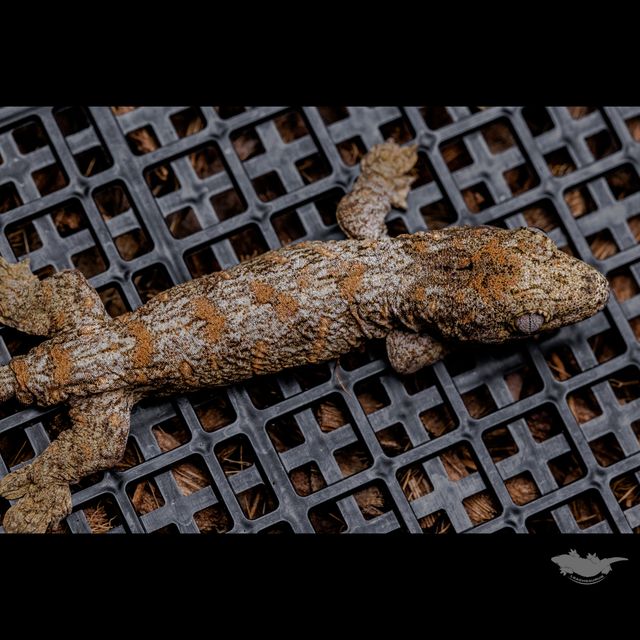 스팟 확대 사진입니다 :)