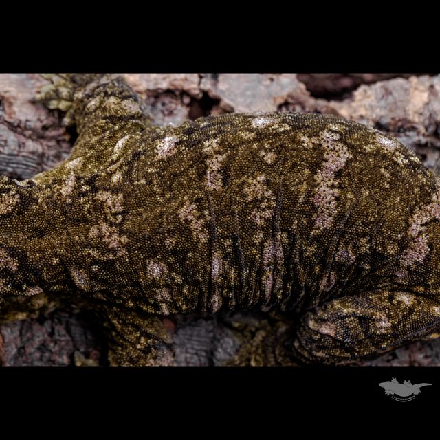 스팟 확대 사진입니다. 풀 파업은 아니지만, 다크한 베이스에 퍼플 스팟입니다!