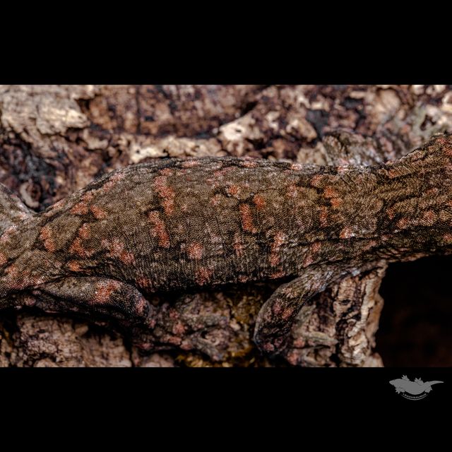 헤드와 스팟 확대 사진입니다 :)