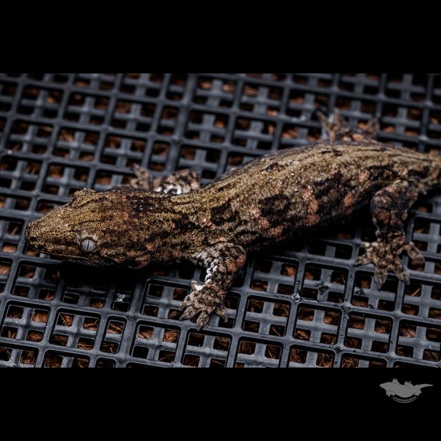 스팟 확대 사진입니다.