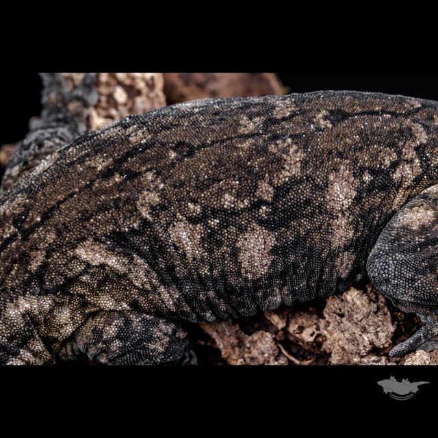 스팟 확대 사진입니다!