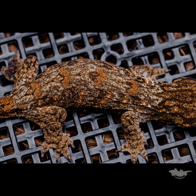 스팟 확대 사진입니다 :)