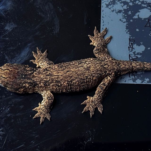 점점 까매지고 있습니다!