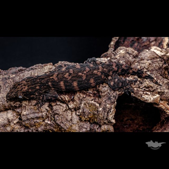 시블링 사진입니다 :)