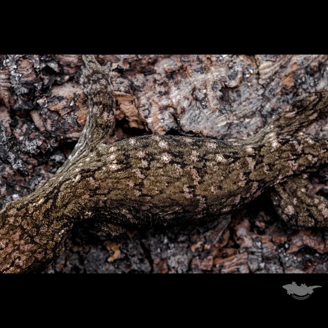 수컷 온도 해칭 개체입니다.