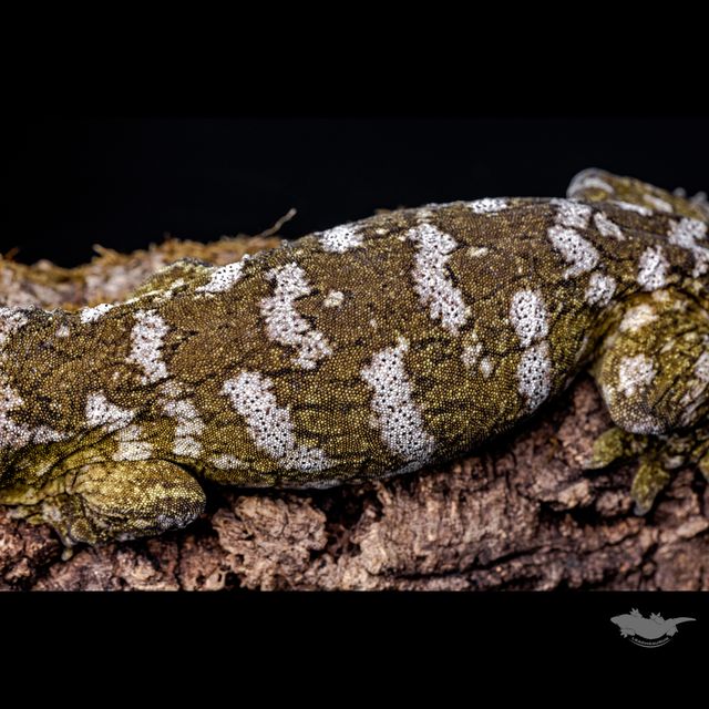 스팟 확대 사진입니다!