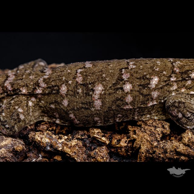 스팟 확대 사진입니다!