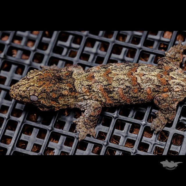 스팟 확대 사진입니다 :)