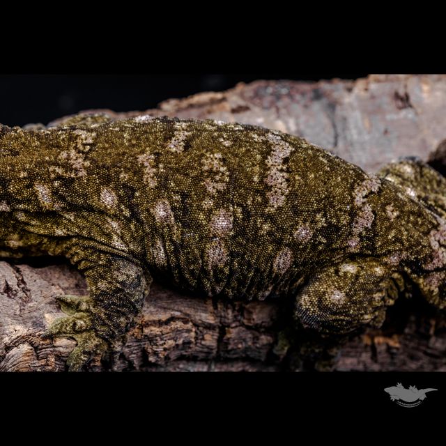 스팟 확대 사진입니다. 풀 파업은 아니지만, 다크한 베이스에 퍼플 스팟입니다!