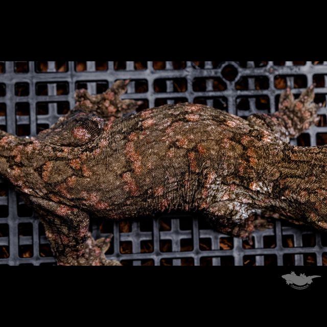 헤드와 스팟 확대 사진입니다 :)