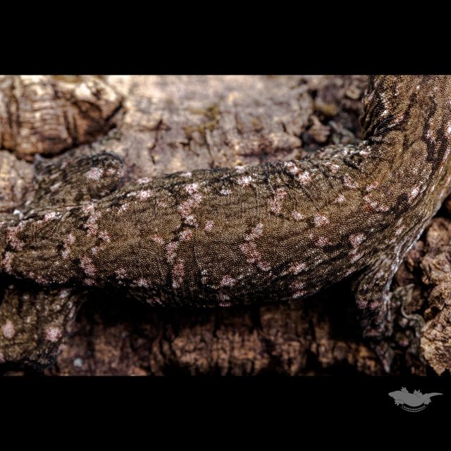 스팟 확대 사진입니다. 은은하게 컬러 올라오고 있습니다 :)