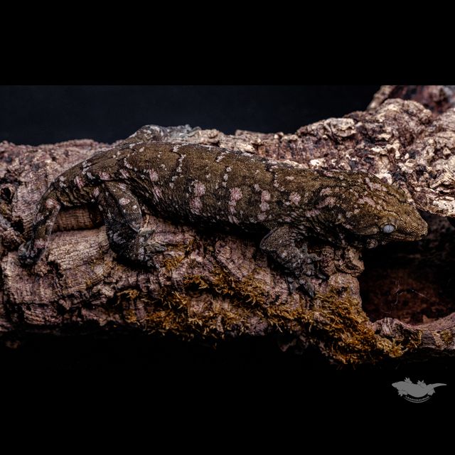 23 시즌 시블링 개체입니다.