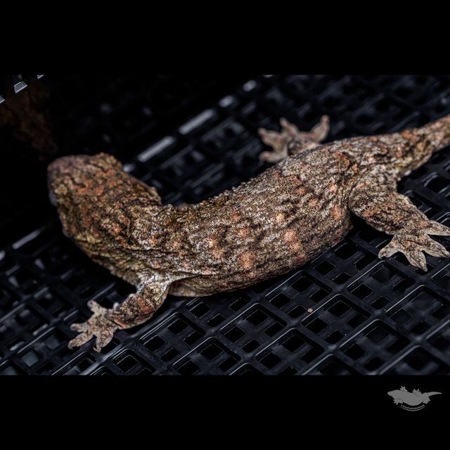 스팟 확대 사진입니다 :)