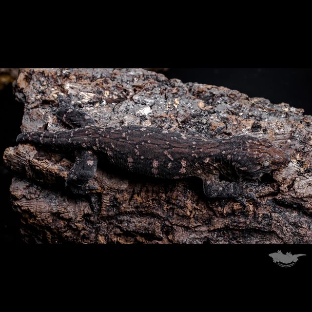 23시즌 시블링 사진입니다.