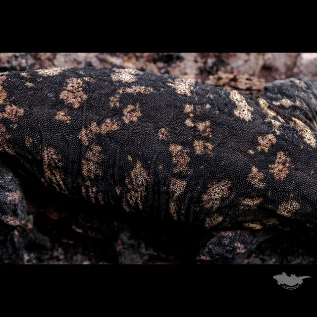 스팟 확대 사진입니다. 다크 베이스에 퍼플 컬러입니다.