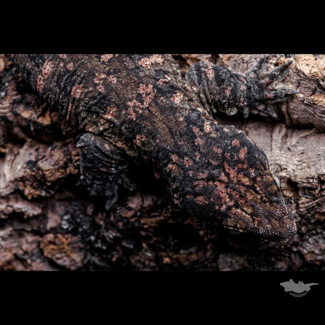 스팟 확대 사진입니다. 베이스가 아주 다크한 개체입니다 :)