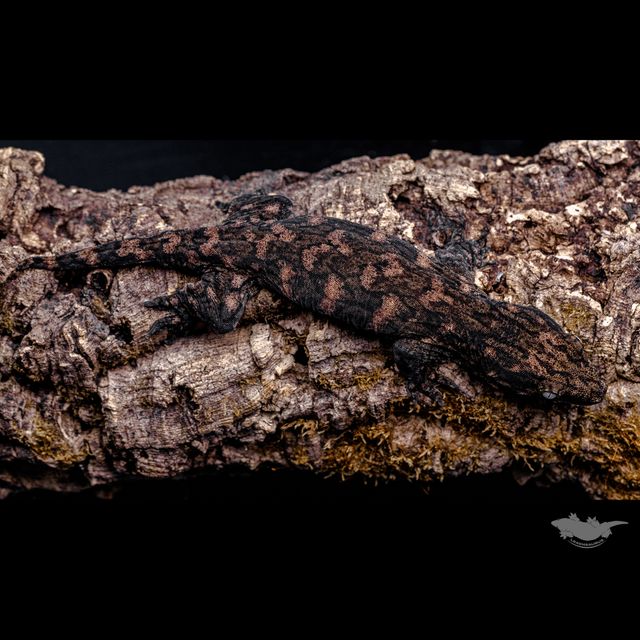 시블링 사진입니다 :)