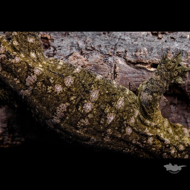 스팟 확대 사진입니다. 풀 파업은 아니지만, 다크한 베이스에 퍼플 스팟입니다!