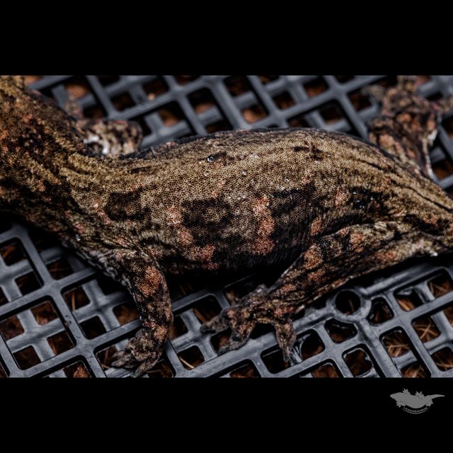 스팟 확대 사진입니다.