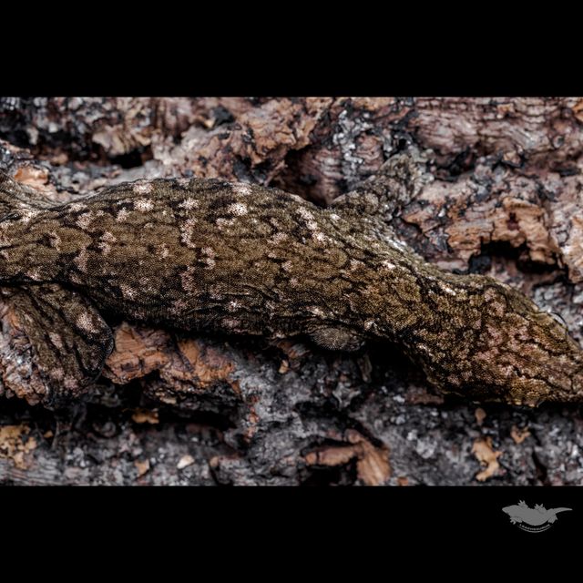 수컷 온도 해칭 개체입니다.