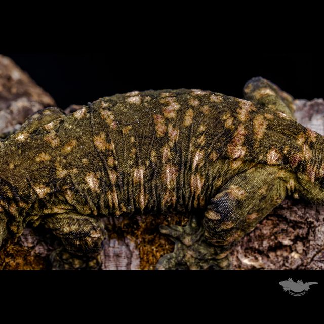 스팟 확대 사진입니다!