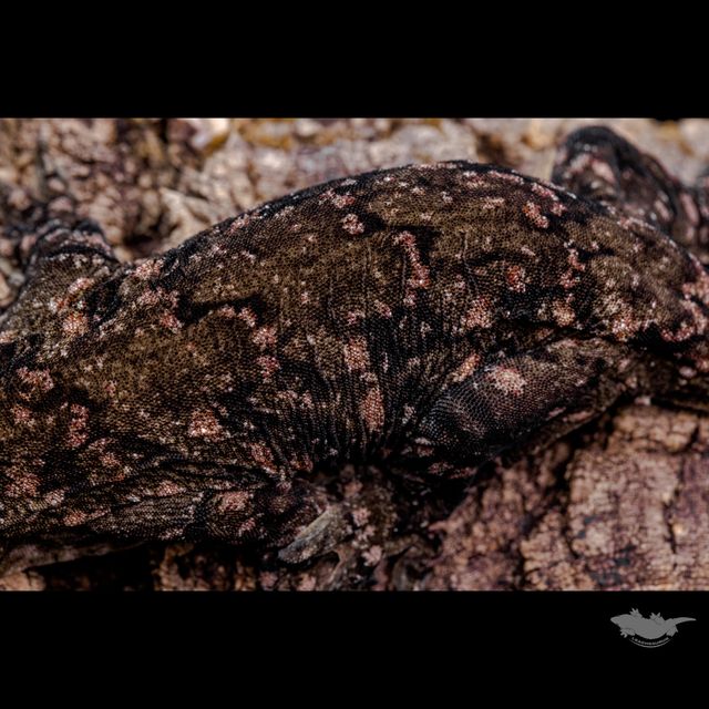 스팟 확대 사진입니다. 퍼플 플레이크 타입입니다!!