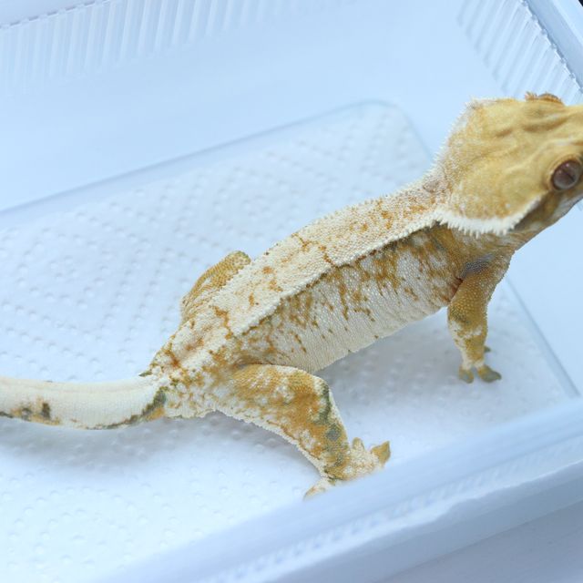 작년 해칭 동배 사진입니다.