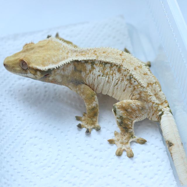 작년 해칭 동배 사진입니다.