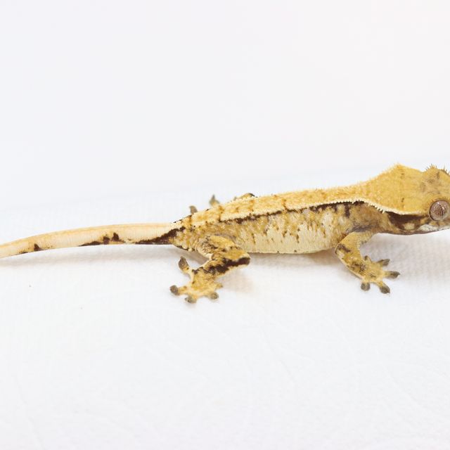 작년 해칭자 동배 성장 사진입니다.