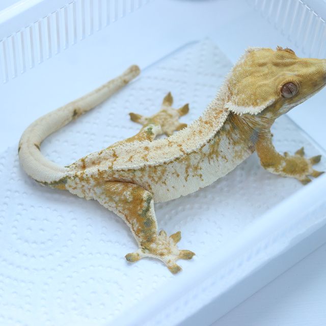 작년 해칭 동배 사진입니다.