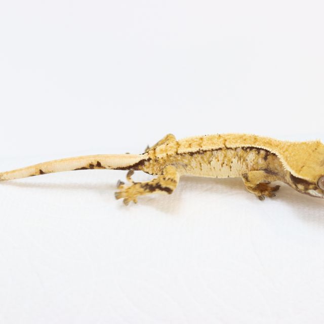 작년 해칭자 동배 성장 사진입니다.