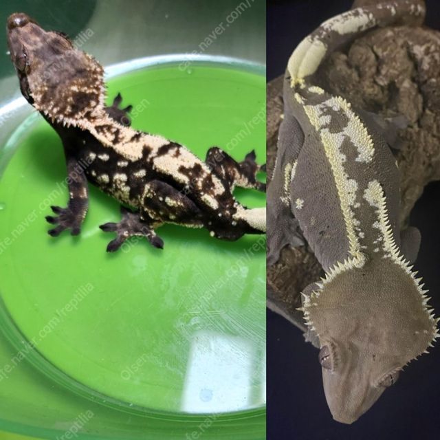 세이블 부
아잔틱 모