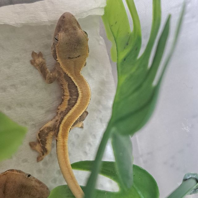 베스트 보내고 남은 해칭개체2