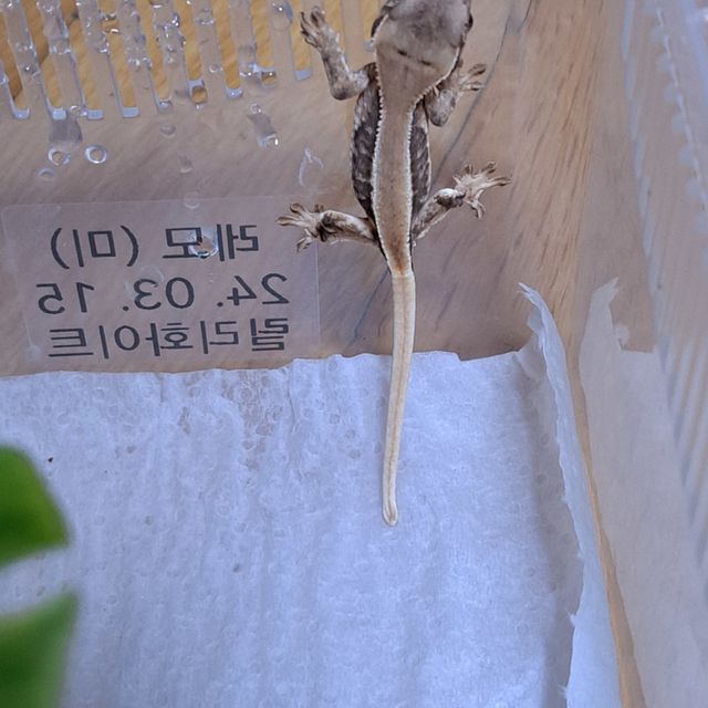 베스트 보내고 남은 해칭 개체