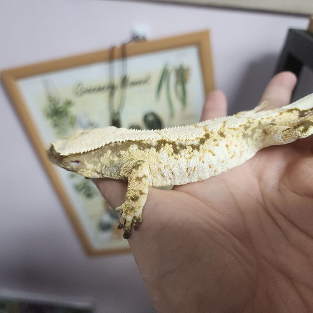 서리 자손으로 브리더로 투입예정, 투입한 애들입니다.