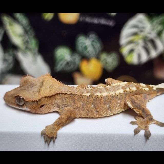 1: 애기때, 2,3:동배카푸치노, 릴리화이트