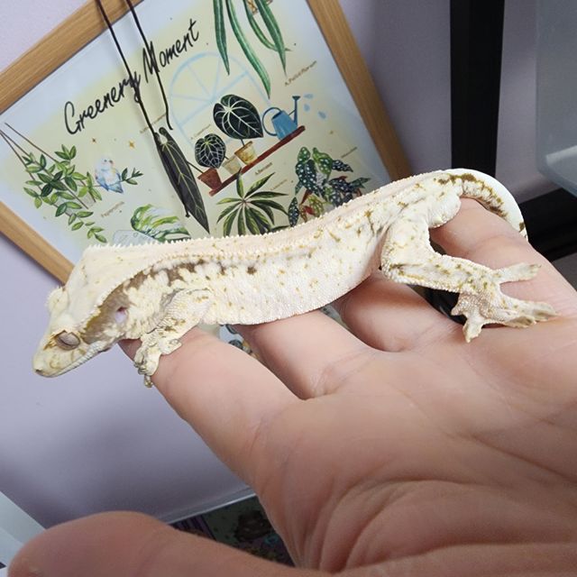 서리 자손으로 브리더로 투입예정, 투입한 애들입니다.