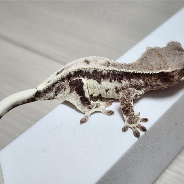 1: 애기때, 2,3:동배카푸치노, 릴리화이트