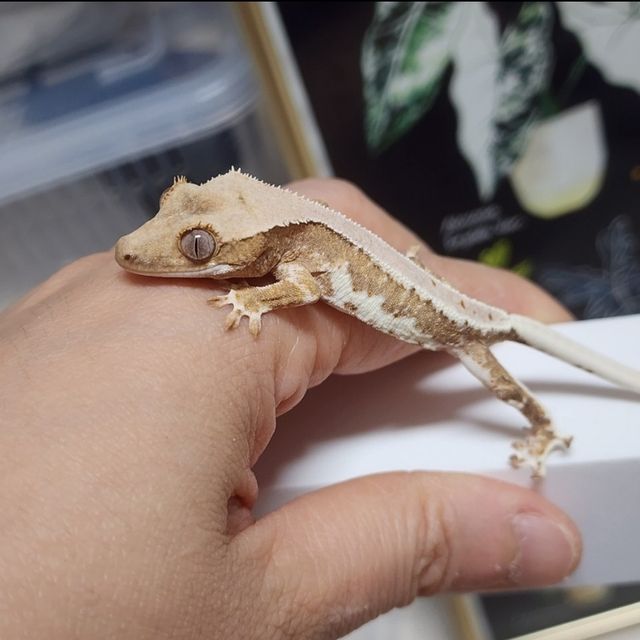 1: 애기때, 2,3:동배카푸치노, 릴리화이트