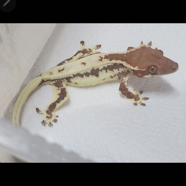 1번째 사진 어릴때,  2,3번 사진 동배