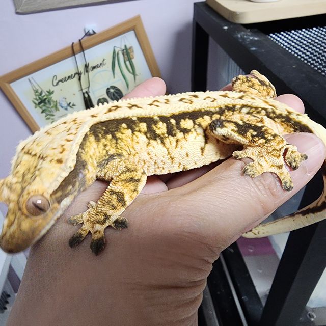 서리 자손으로 브리더로 투입예정, 투입한 애들입니다.