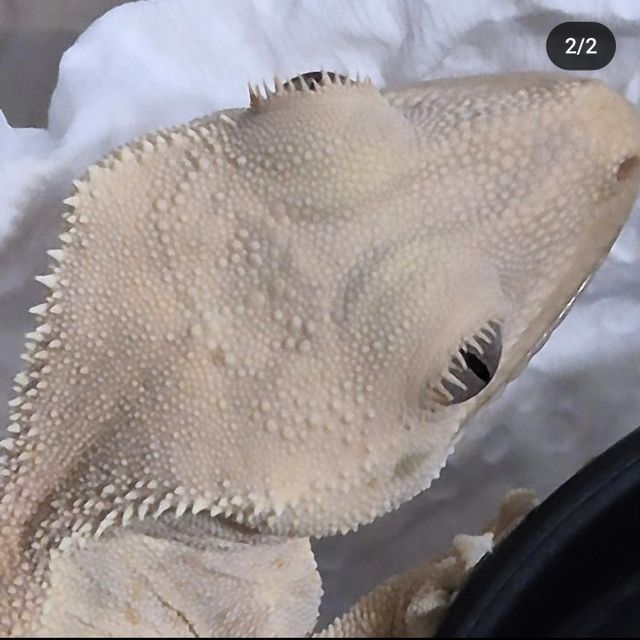 머리까지 돌기 투성이