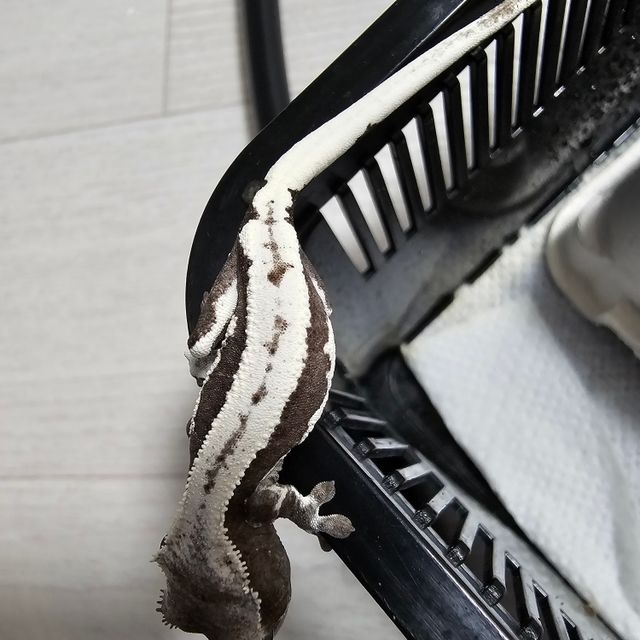 해칭한 베이비 입니다